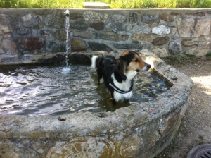 Patch in fountain